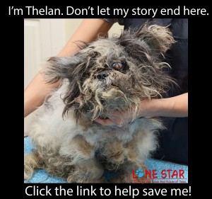 A Thelan Blog TAO_7174