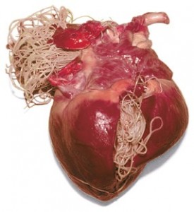 heartworms-heart